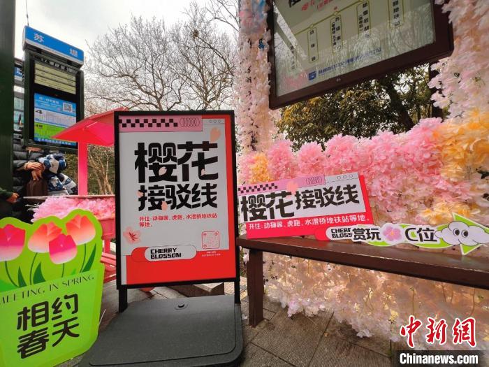 门徒平台:穿越“一路繁花” 走向春天 杭州公交上新“樱花接驳线”